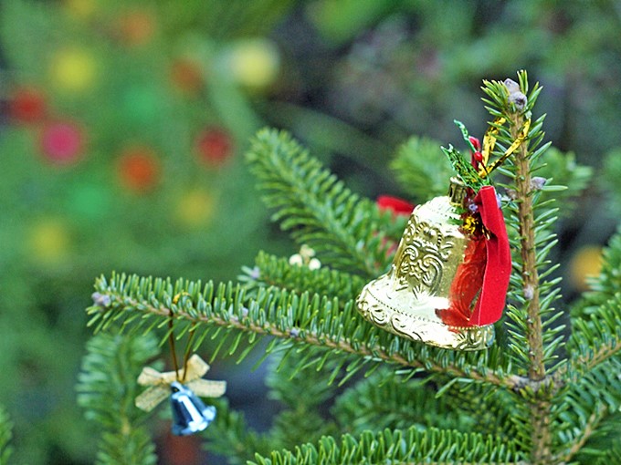 クリスマスツリーに本物の木を使いたい！木とオーナメントの選び方