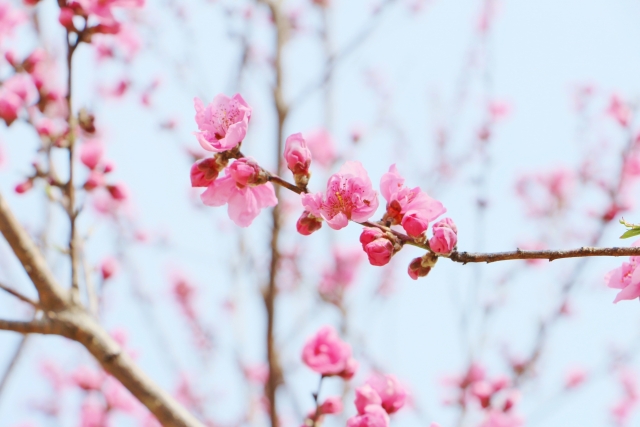 ひな祭りに桃の花を飾る意味は？上手に咲かせる生け方と飾り方のコツ