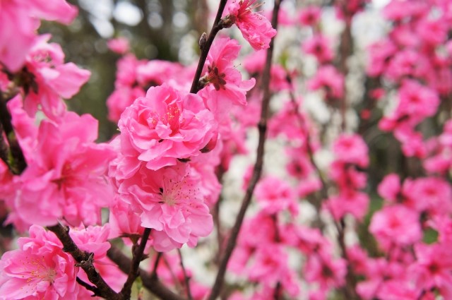 ひな祭りの桃の花の飾り方。春のアレンジメントとなんちゃって生け花