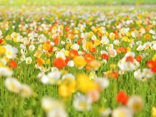 花摘みができる千葉のおすすめスポット3選と房総で楽しめる花の種類