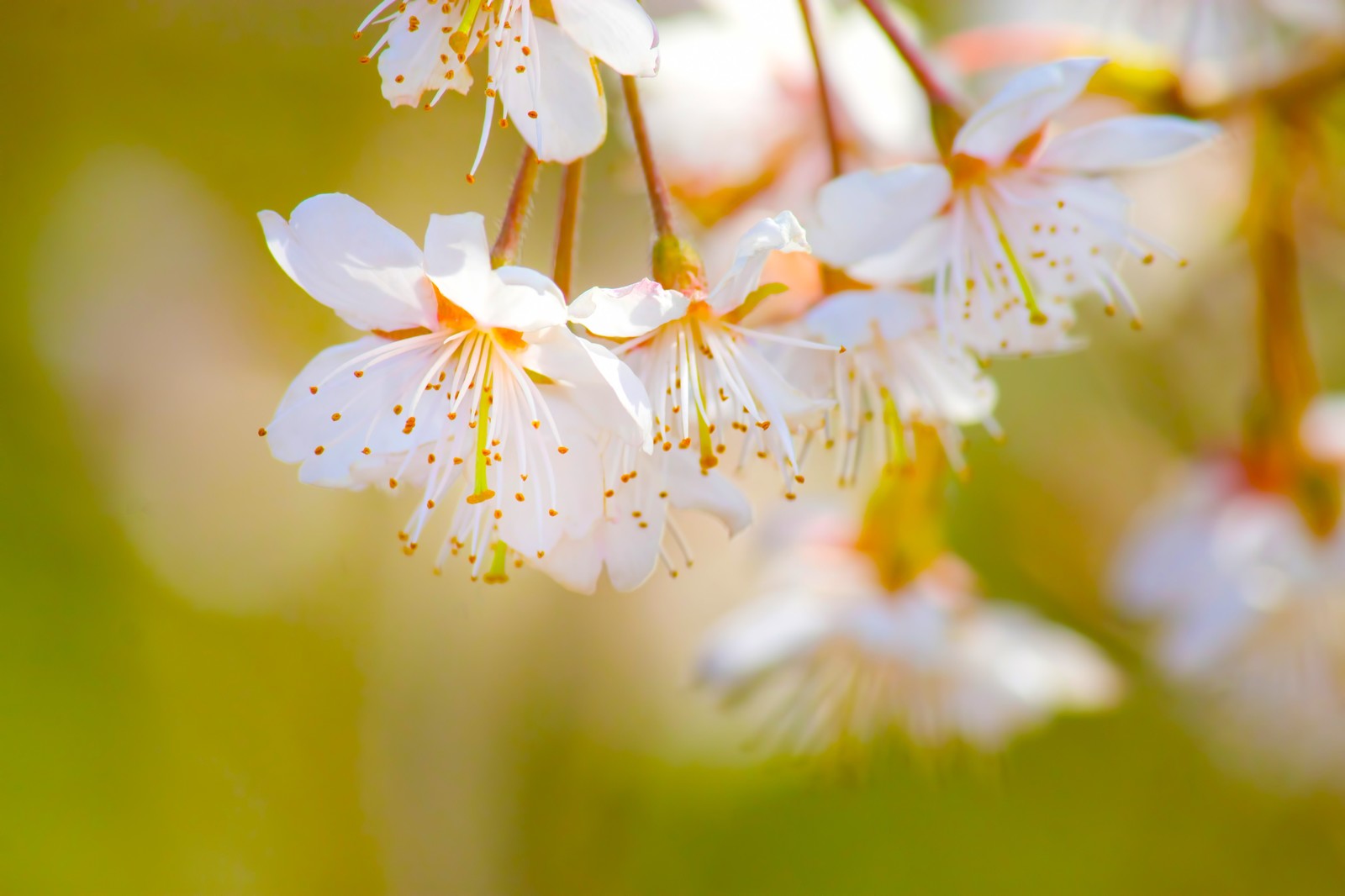 上野の桜を見に行ったら寄るべき見所。東京国立博物館春恒例イベント
