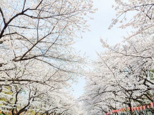 上野恩賜公園でお花見がしたい！桜の見頃はいつまで？混雑状況は？