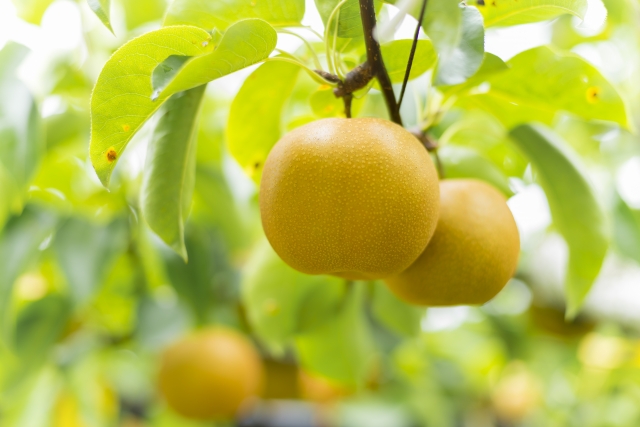 梨狩りができる千葉のおすすめ人気農園5選。梨の品種のおいしい時期