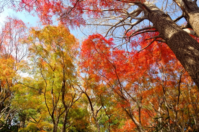 鎌倉のハイキング紅葉の時期なら獅子舞を通る天園コースがおすすめ！