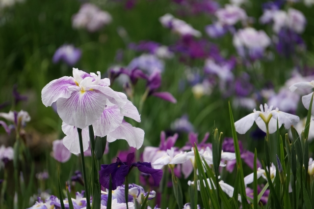 花菖蒲の名所関東のおすすめ7選 花の見頃の時期や花言葉は 豊かな生活